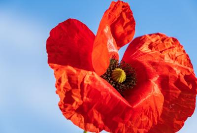 Red poppy against a blue sky.